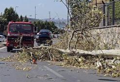 Üsküdar'da ağaç seyir halindeki otomobilin üzerine devrildi