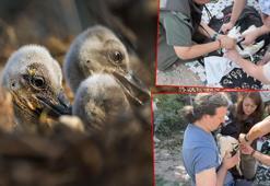 Yaren Leylek’in 2 yavrusu göç yolunda; 1'i Mısır'a diğeri Batı Şeria'ya ulaştı