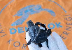 Türkiye'nin ilk canlı siyam ikizi caretta yavruları