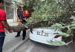 Avcılar’da 3 ağaç şiddetli rüzgar nedeniyle devrildi