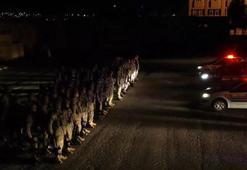 29 ilde FETÖ operasyonu: 49 şüpheli yakalandı