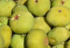 İncirde hasat başladı; kerevetlerde kurutuluyor