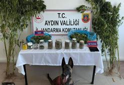 Evinde uyuşturucuyla yakalanıp, tutuklandı