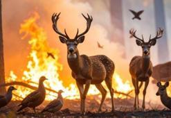 Orman yangınlarından etkilenen alanlarda av yasağı