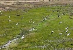 Afrika'dan yola çıkan leylekler Erzincan'da