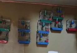 Adana'da evinde 21 saka kuşu besleyene 151 bin lira ceza