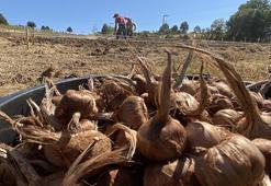 Kilosu 450 bin TL'den satılan safran toprakla buluştu