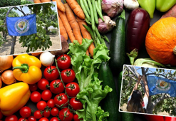 Kalıntısız yaş sebze ve meyve üreten çiftçilere 'mavi bayrak'