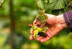 Fındıkta düşük rekolteye rağmen rekor ihracat hedefi