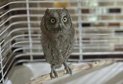 Yaralı bulunan ishak kuşu, tedavi edilip doğaya salındı