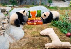 Hong Kong'da ikiz pandaların doğum günü kutlandı