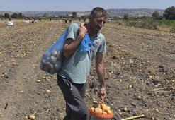 Tarlasındaki patatesleri ücretsiz dağıttı