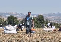Tarlasındaki patatesleri ücretsiz dağıttı