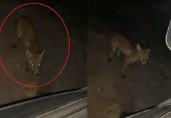 Tilkiyi cipsle besledi