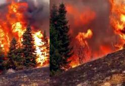 Arıları sakinleştirmek isterken 80 hektar ormanı yaktı
