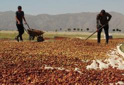 Yüksekova'da ekşi elma mesaisi