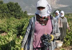 Gaziantep’te üzüm hasadı rekolte kaybıyla başladı