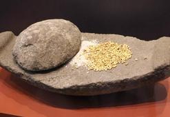 Oymaağaç Höyüğü kazılarında 3 bin yıllık fındık kabuğu bulundu