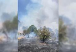 Malatya'da orman yangını