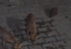 Amasya’da eliyle beslediği tilki bu kez yavrusuyla geldi