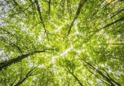 Gate TR, TEMA Vakfı aracılığıyla 15 bin fidan bağışladığını duyurdu