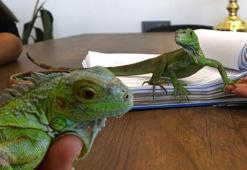 İguana ‘İgor’, hukuk bürosunun maskotu oldu