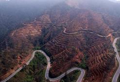 Yanan ormanların yeşertilmesinde ‘ekolojik denge’ uyarısı