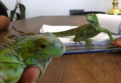 İguana ‘İgor’, hukuk bürosunun maskotu oldu