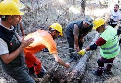 Erzurum'da orman yangınlarına karşı ağaçlandırma sahalarında bakım çalışması