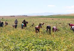 Niğde’de fasulye hasadı başladı; rekolte beklentisi 52 bin ton