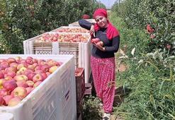 Donun vurduğu elmada hasat zamanı; ilk ürünler Dubai ile Libya'ya