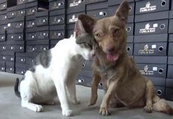 Çöpte bulunan kediye, depremzede köpek annelik yapıyor