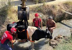 Sulama kanalına düşen inek kurtarıldı