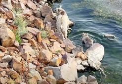 Bozayılar, Nemrut Krater Gölü’nde yüzerken görüntülendi