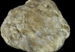 Avustralya'da 100 milyon yıllık fosil inci bulundu