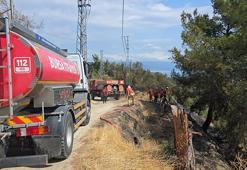 Mudanya'da 1 dönüm orman yandı