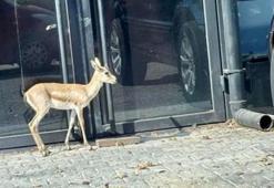 İş insanının, villasının bahçesinde beslediği yavru ceylan kaçtı