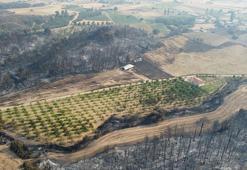 Gelibolu yangınından etkilenmeyen ceviz bahçesi dronla görüntülendi