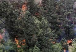 Bolu'da orman yangını