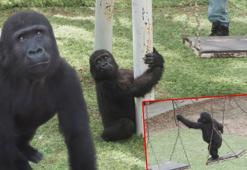 Yavru goril 'Zeytin' Nijerya yolcusu