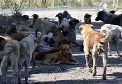 İstanbul Valiliği'nden sahipsiz sokak hayvanlarının toplatılması kararı