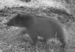 Bozayı ve 3 yavrusu fotokapan kamerasında