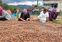 Ordu’da üreticilerin fındık kurutma mesaisi başladı