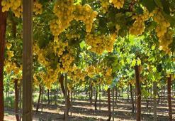 Hatay’da üzüm bağlarında hasat başladı; rekolte beklentisi 85 bin ton