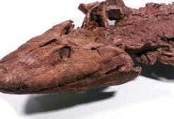 Balıklar karaya 10 milyon yıl daha erken çıkmış olabilir