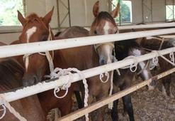 TİGEM’in en yüksek bedelli satışı 1 milyon 370 bin TL ile ‘Zergüzüm tay' oldu