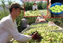Isparta'da elmada don kaybı yüzde 30'u buldu; rekolte beklentisi 900 bin ton