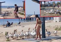 ‘Şartlı tahliye’ edilen kazlar sahile inip, tatilcilerle duş alıyor