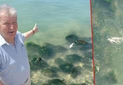 İzmir Körfezi’nde pis koku sürerken, balık ölümleri de başladı