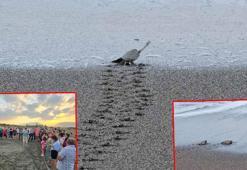 Hatay’da nesli tükenme tehlikesindeki kaplumbağalar denizle buluştu